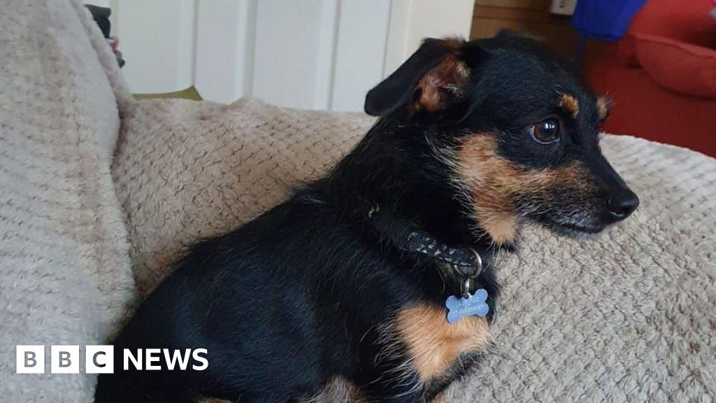 Ozzie: Owner's delight as lost dog found in Cornwall - BBC News