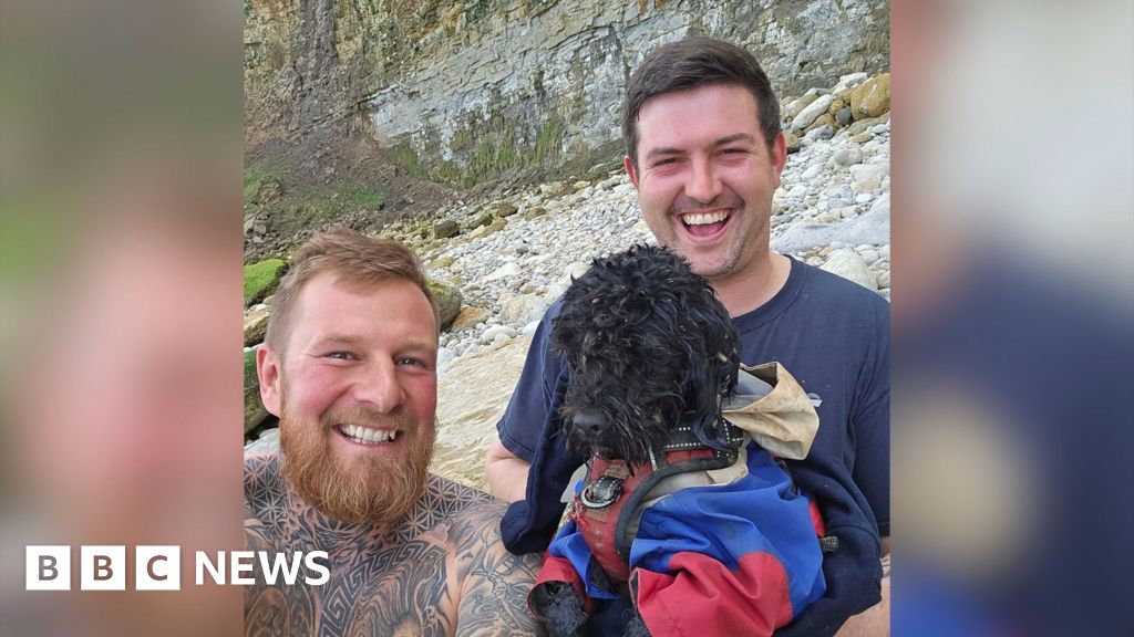 Filey cliff fall dog found safe after 50-hour search - BBC News