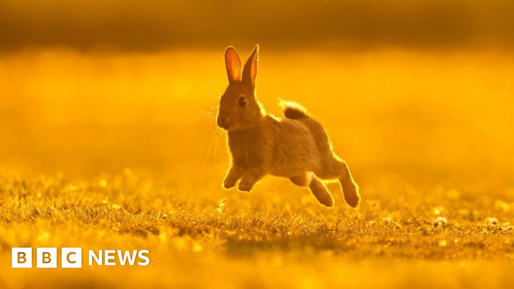 Essex Wildlife Trust photography contest won with rabbit image