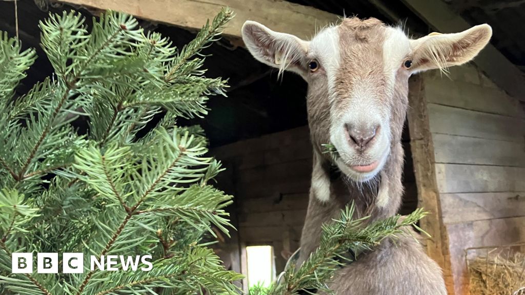 Polmarkyn Dairy wants real Christmas trees to feed its goats
