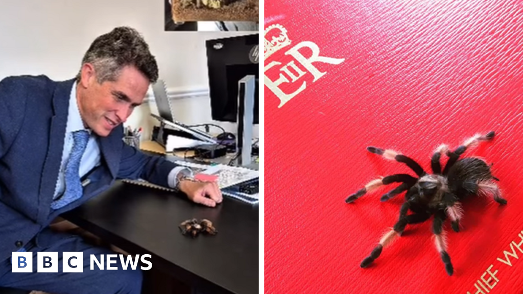 Gavin Williamson announces death of pet tarantula