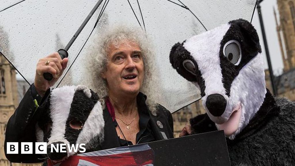 Brian May argues for better farm hygiene to protect badgers