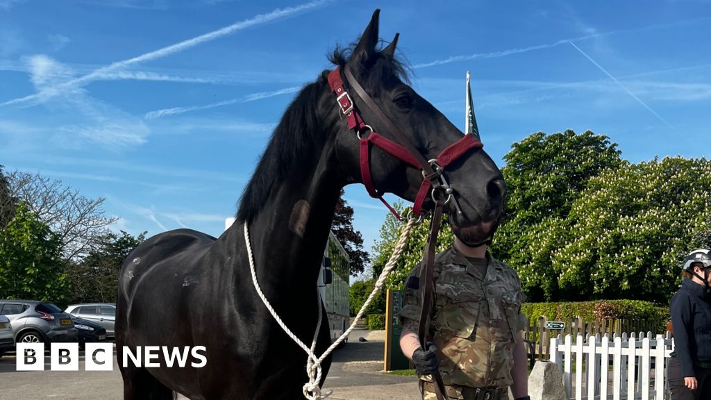 Injured Household Cavalry horses to join King’s Birthday Parade