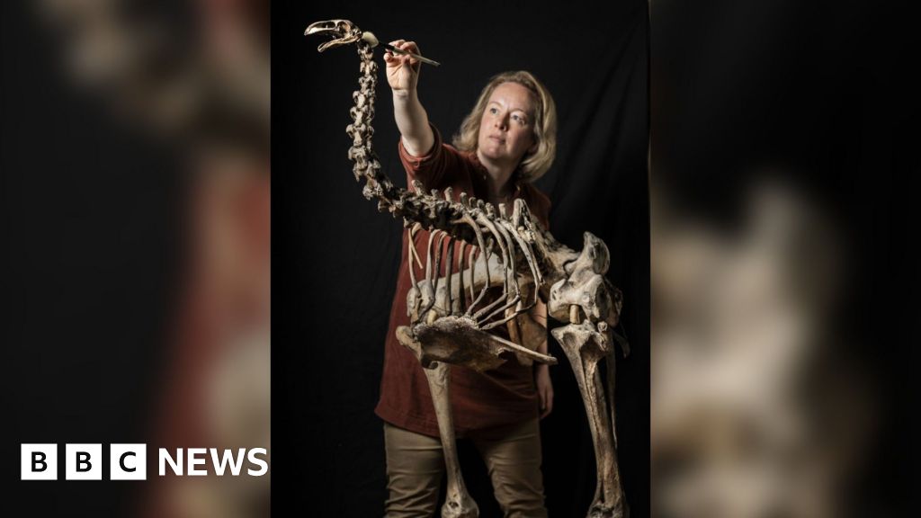 Remarkable Moa Skeleton at Leeds Museum: A Healthy Giant from New Zealand