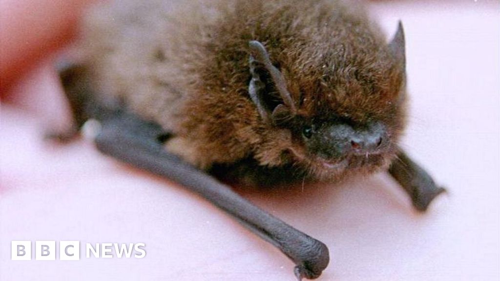 Church praises solution to bat dropping problem