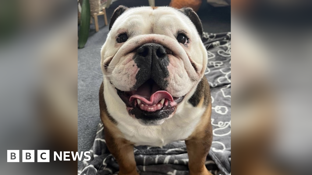 Crawley woman calls for law change after dog killed in fire