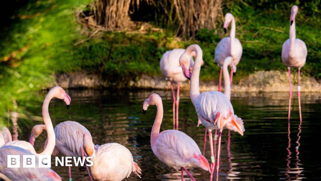 Norfolk's 'unlucky in love' flamingo lays first egg aged 70