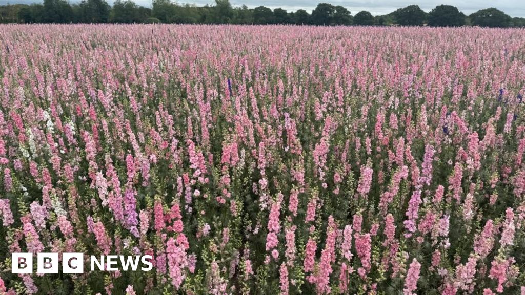 bbc.co.uk - Charlie Stubbs - Fewer flowers due to extreme weather, Shropshire Petal Farm warns