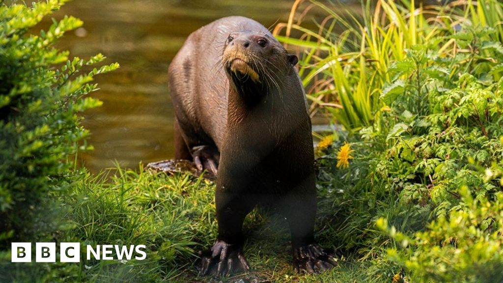 Chester Zoo: Breeding hope as endangered giant otter arrives