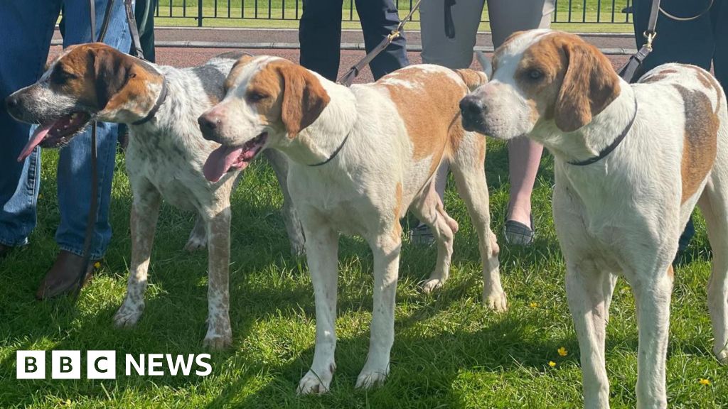 Hunting supporters say ban leaves dog owners at risk of prosecution