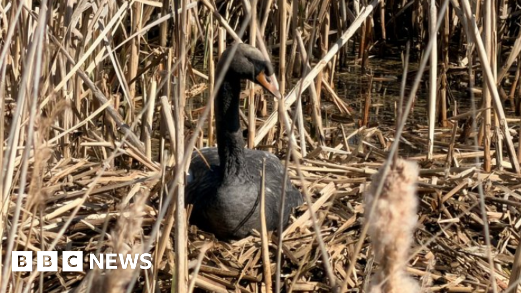 bbc.co.uk - Lara King - Rescue effort for oil-covered swans at Cleethorpes Country Park