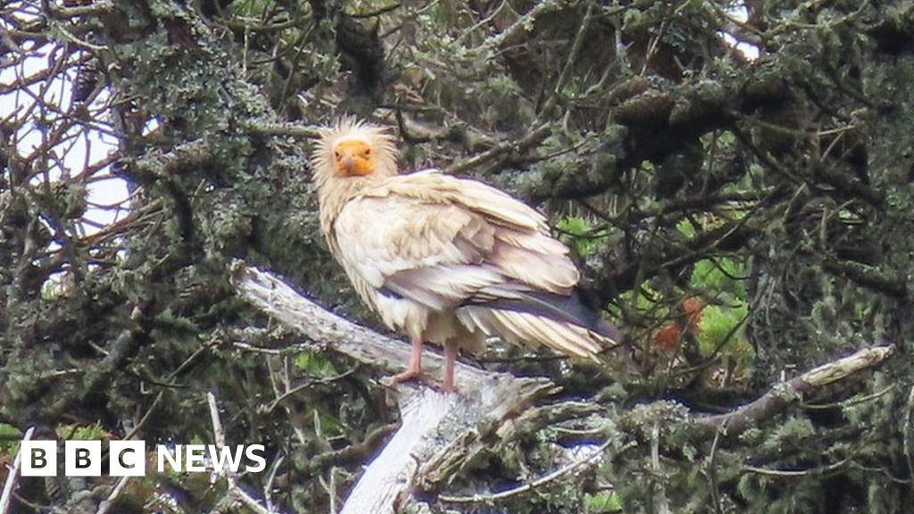 Isles of Scilly: Egyptian vulture seen in UK for first time in 150 years