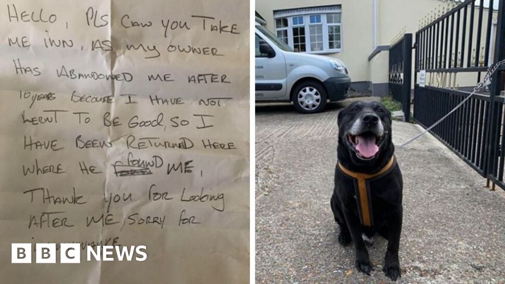 Kent: Elderly dog abandoned for 'not learning to be good' 
