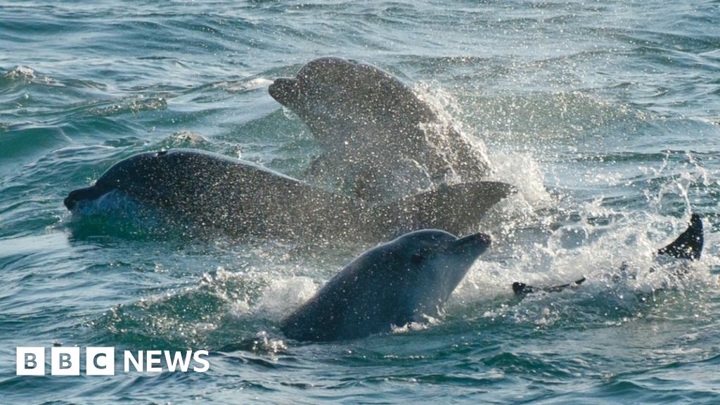 Dolphin Pod Living Year Round Off Coast Of England Bbc News 5041