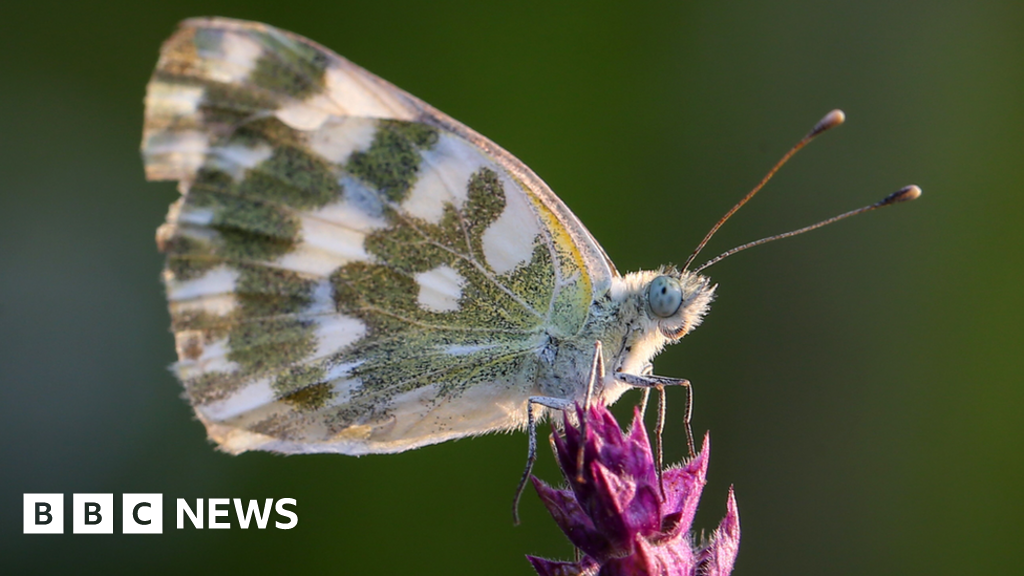 Nature crisis: 'Insect apocalypse' more complicated than thought