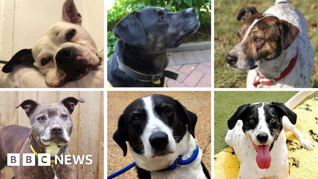 The dogs without a home for Christmas - BBC News