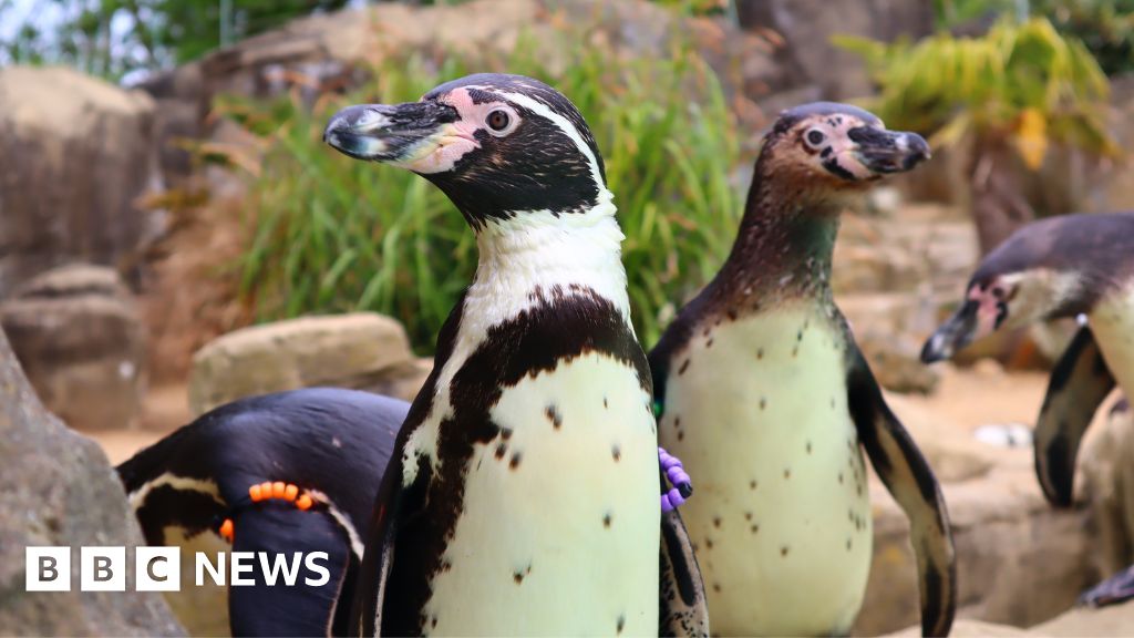 Drusillas Park penguins named after Brighton and Hove Albion stars