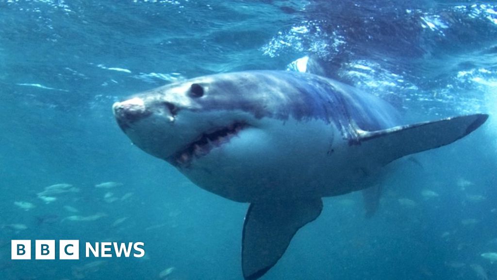 Woman dies in rare shark attack off Maine