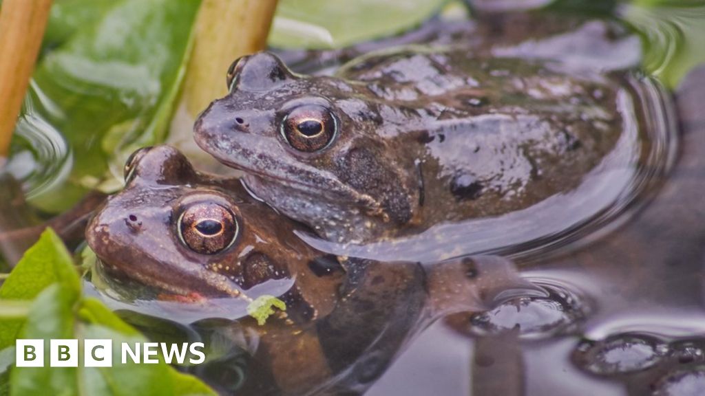 Garden Ponds Playing Role In Frog Disease Spread Bbc News