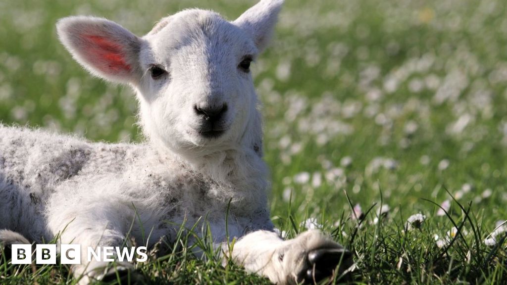 Schmallenberg Virus confirmed in Scottish sheep flocks - BBC News