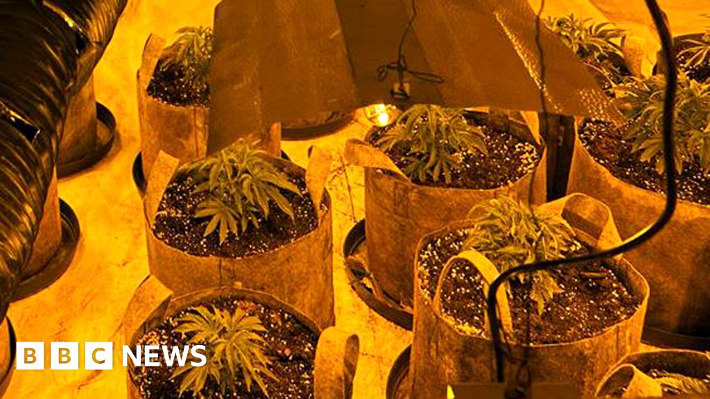 Police Seize 130m Worth Of Cannabis In UK Wide Crackdown BBC News    130292214 Cannabis Farm 