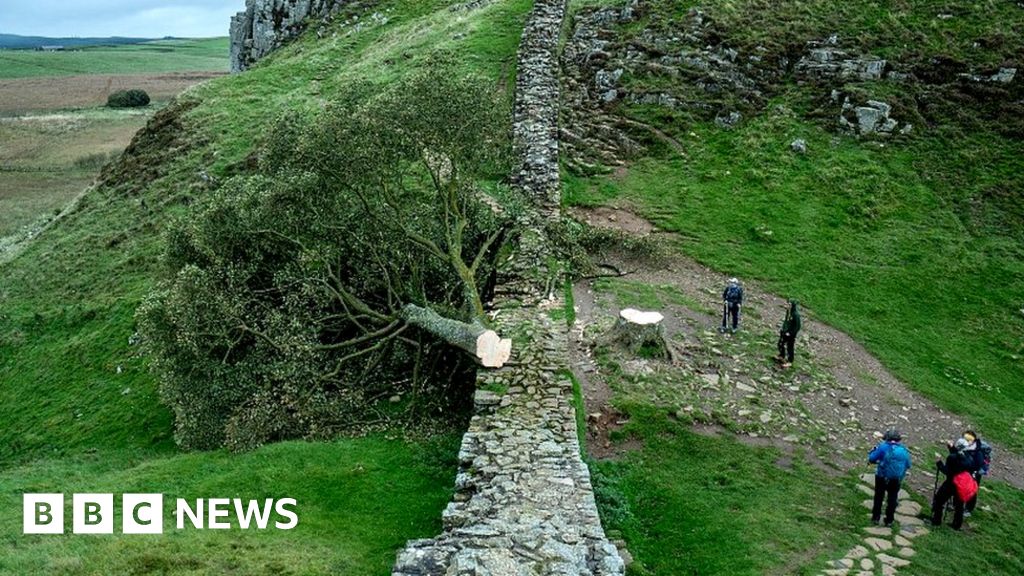 Sycamore Gap: Hopes shoots could regrow from felled tree
