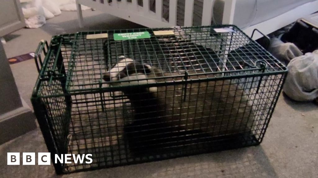 Isle of Wight home ransacked by badger after it broke in