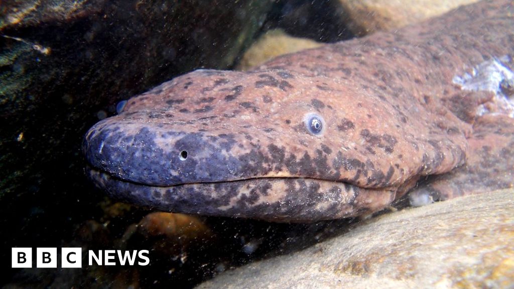 World's biggest amphibian 'discovered' in museum