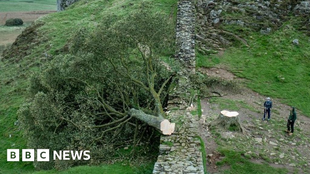 Sycamore Gap: Šedesátiletý muž byl zadržen poté, co byl pokácen strom v Hadrianově valu