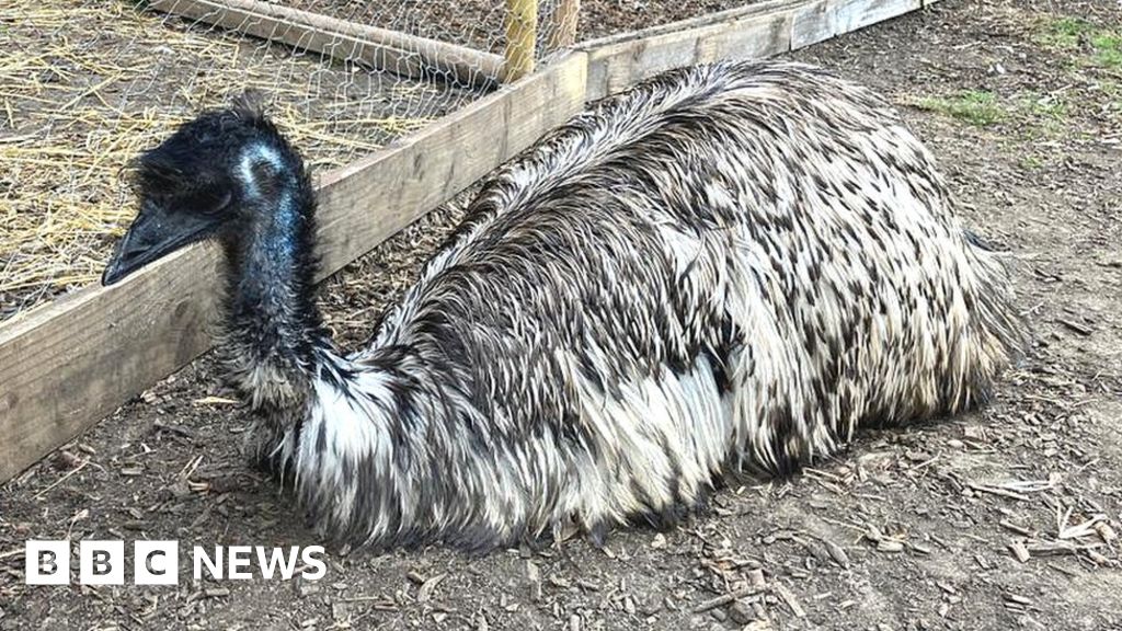 Man fleeing Wiltshire crash scene attacked by emus