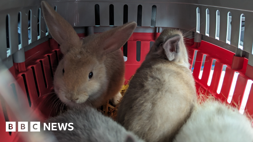 Four rabbits abandoned at Exfords Green BBC News