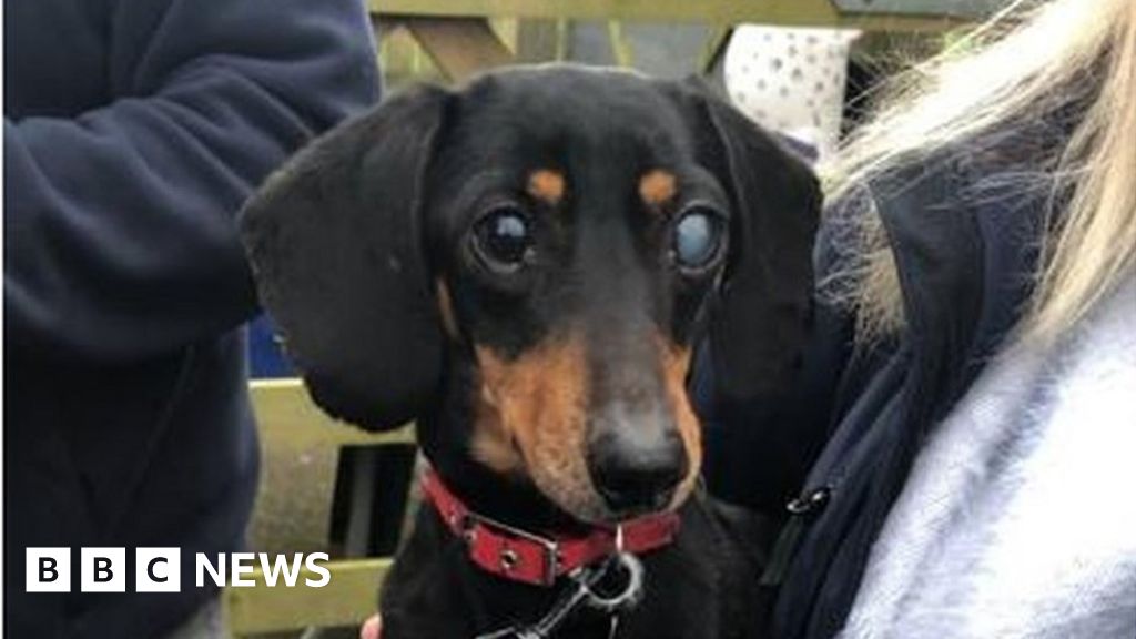 Sausage dog rescue near hot sale me