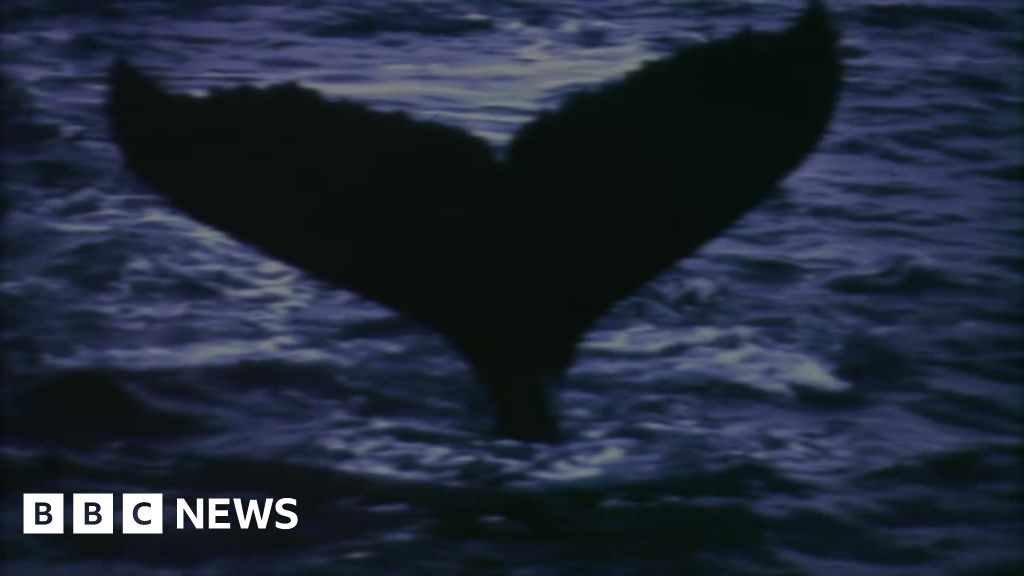 Why do whales strand themselves? - BBC News