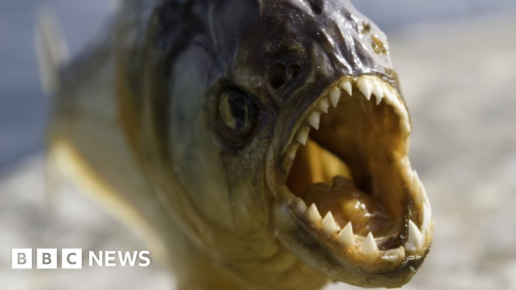 Jurassic era piranha  is world s earliest flesh eating  fish  