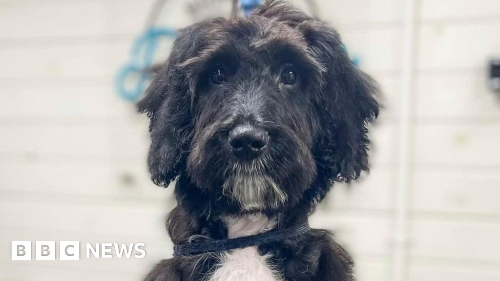 Derby puppy that survived parvovirus home for Christmas - BBC News