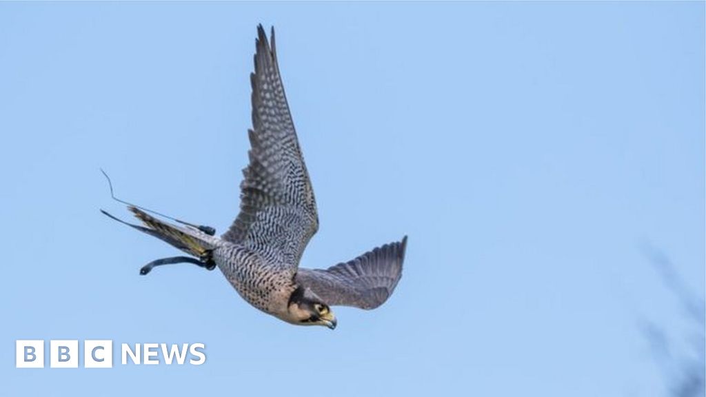 Wild falcon tests positive for bird flu in Dumfries and Galloway - BBC News