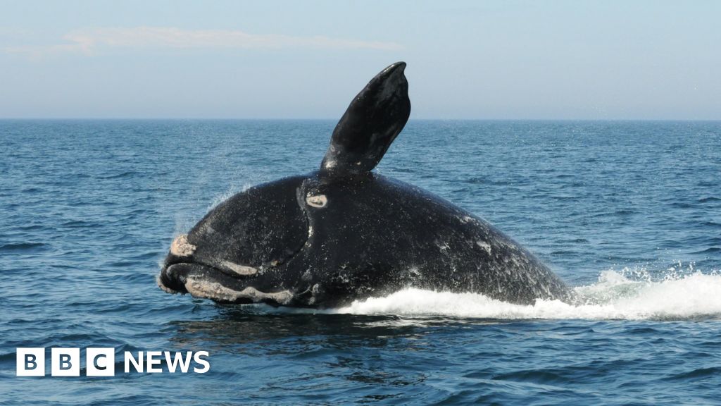 Wwf Canada Endangered Species Face Staggering Losses Bbc News