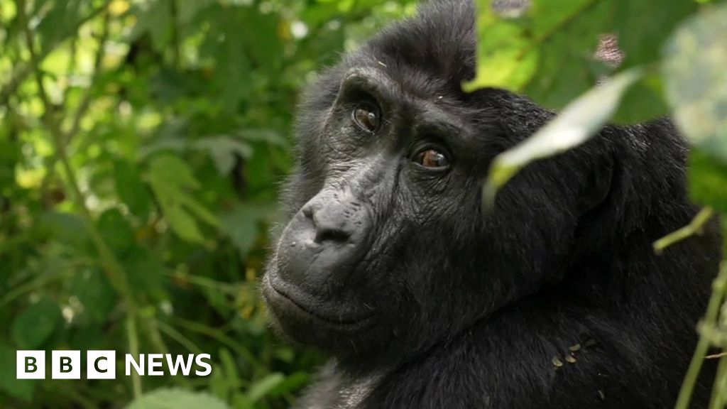 The secret to saving mountain gorillas