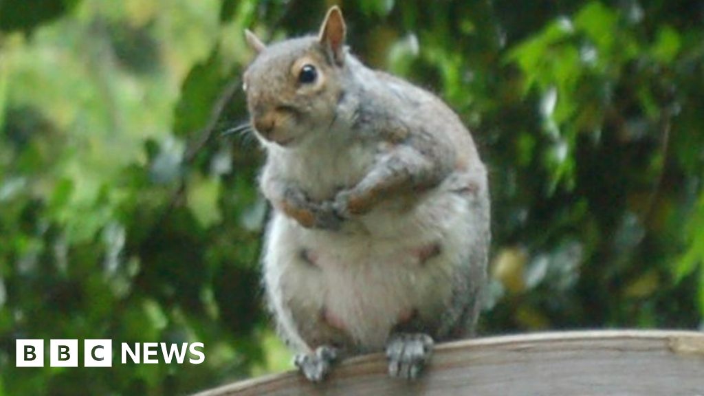 Grey squirrel cull: NI project awarded £550,000 to protect red