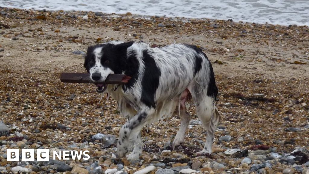 Cost of Jersey dog licence doubles BBC News