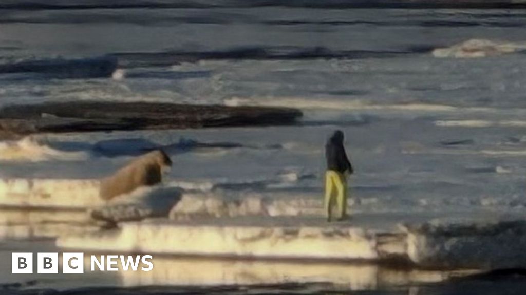 Турист, глобен за приближаване на морж в Норвегия