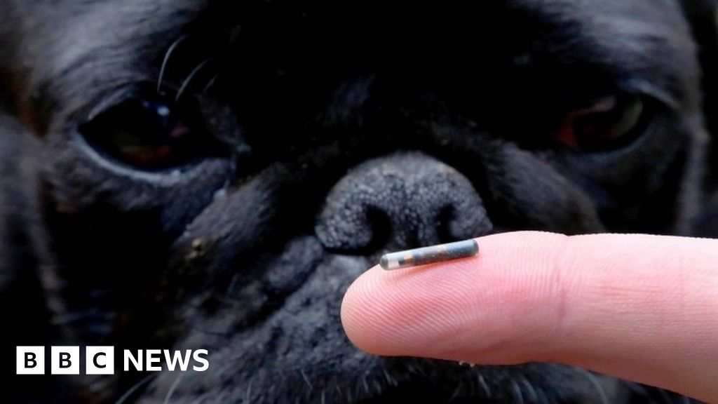What does microchipping your dog involve? BBC News