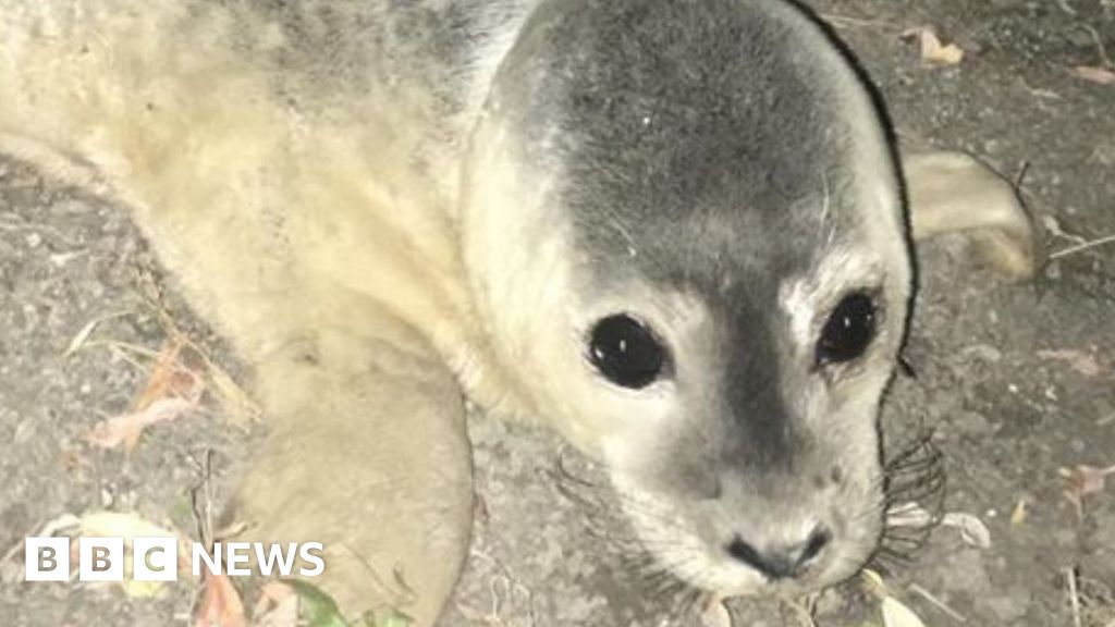 Abandoned seal pup rescued from Cambridgeshire river bank