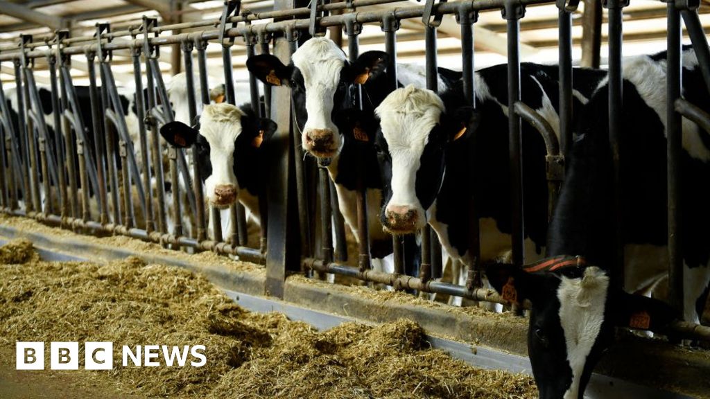Лице в Тексас, диагностицирано с рядък птичи грип след контакт с говеда