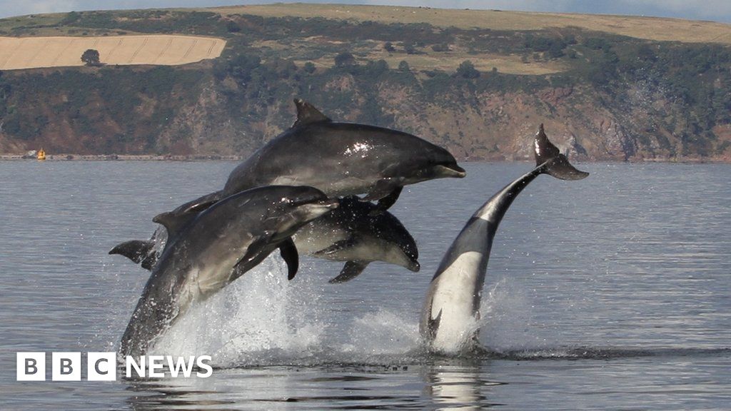 Moray Firth dolphins spotted off Netherlands