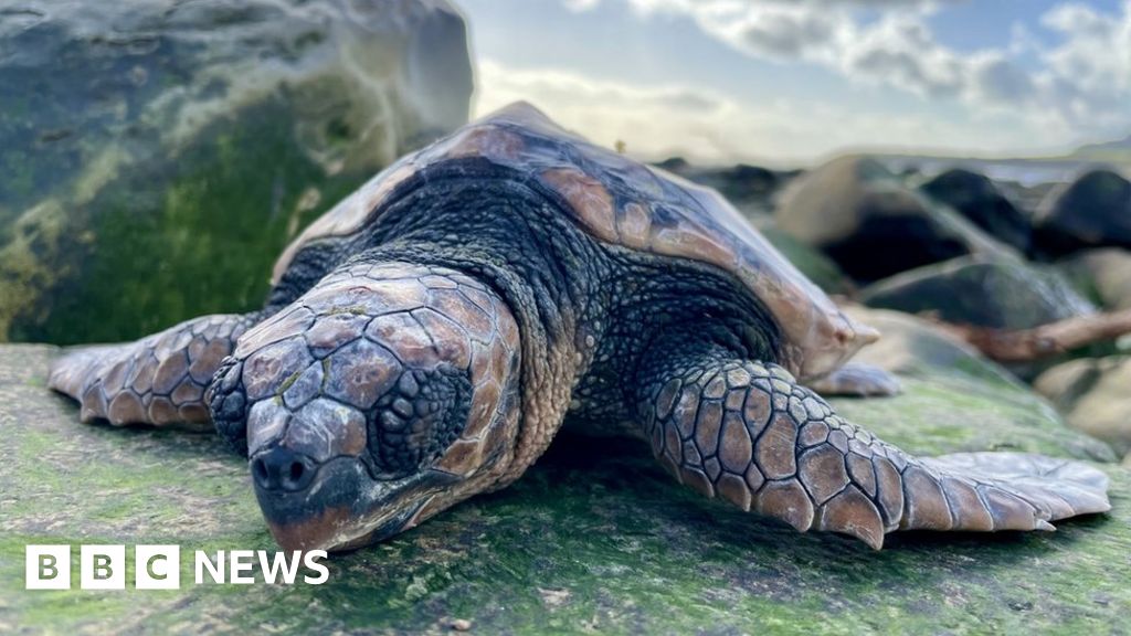 Loggerhead turtles washed up on beaches by storms