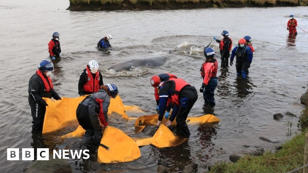 Deep-diving whale dies after swimming up river
