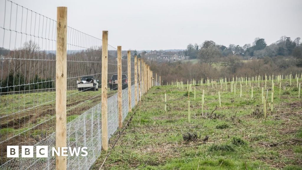 New trees planted at Blenheim in woodland creation scheme BBC News
