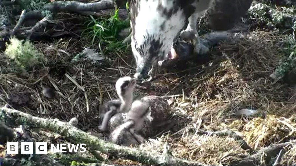 Osprey Mother Feeds Newborn Chicks Bbc News