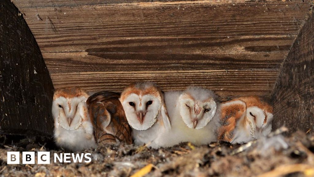 Biggest Brood Of Barn Owls Recorded Near Lough Neagh Bbc News